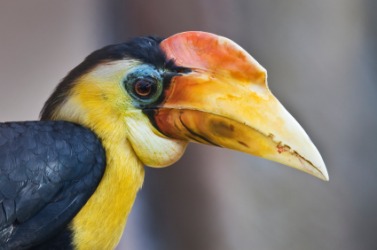 A wrinkled hornbill. A wrinkled hornbill.