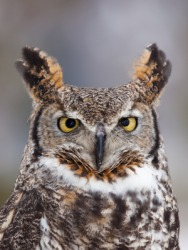 A great horned owl. A great horned owl.