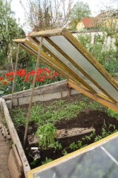Tomato seedlings in a hotbed. Tomato seedlings in a hotbed.