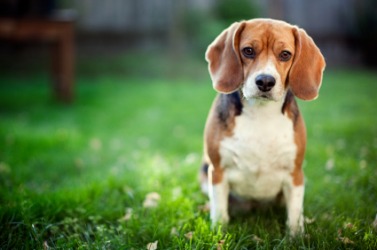 A cute Beagle hound puppy. A cute Beagle hound puppy.