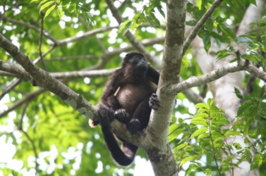 A howler monkey in a tree. A howler monkey in a tree.