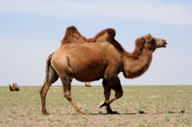 A camel with two humps. A camel with two humps.