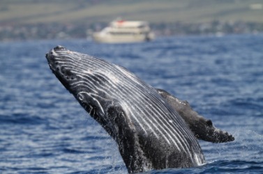 A humpback whale. A humpback whale.