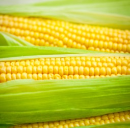 Ears of corn still in their husks. Ears of corn still in their husks.