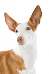 An Ibizan hound. An Ibizan hound.
