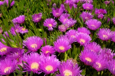 Flowering ice plants. Flowering ice plants.