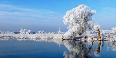 Iced trees. Iced trees.
