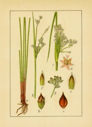 An antique illustration of plants. An antique illustration of plants.