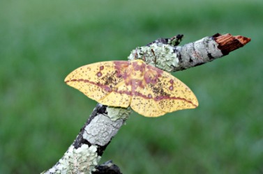An Imperial moth. An Imperial moth.