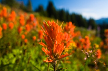 Indian paintbrush flowers. Indian paintbrush flowers.