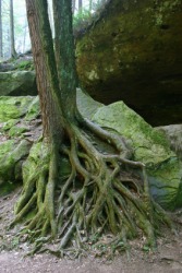 Intertwining tree roots. Intertwining tree roots.