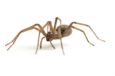 A spider is an example of an invertebrate. A spider is an example of an invertebrate.