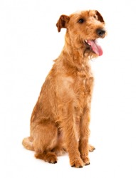 Portrait of an Irish terrier. Portrait of an Irish terrier.