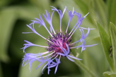 A flower of the ironweed plant. A flower of the ironweed plant.