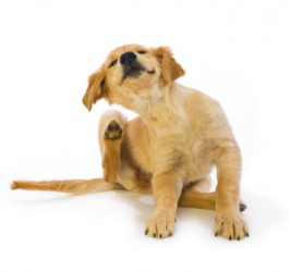 This little doggie has an itch. This little doggie has an itch.
