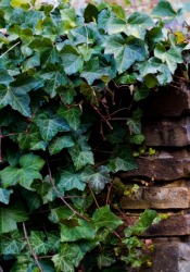 English ivy growing on a stone wall. English ivy growing on a stone wall.