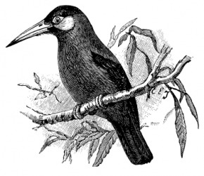 An illustration of a jacamar. An illustration of a jacamar.