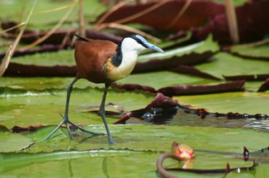 A jacana walking on water lilies. A jacana walking on water lilies.