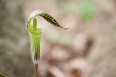 A jack-in-the-pulpit. A jack-in-the-pulpit.