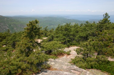 Jack pines on a mountain summit. Jack pines on a mountain summit.