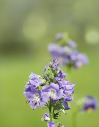 The Jacob's ladder plant. The Jacob's ladder plant.