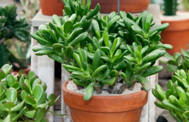 Healthy jade plants. Healthy jade plants.