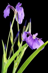 A beautiful Japanese iris. A beautiful Japanese iris.