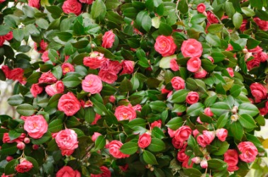 This camelia bush is a japonica. This camelia bush is a japonica.