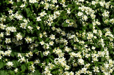 A flowering jasmine bush. A flowering jasmine bush.