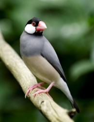 A Java sparrow. A Java sparrow.