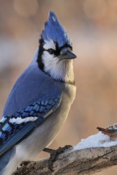 A jay perched on a branch. A jay perched on a branch.