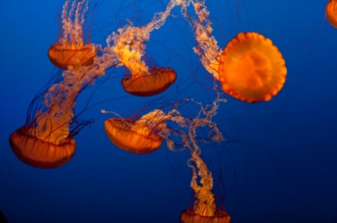 A group of jellyfish. A group of jellyfish.