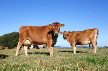 Jersey cows. Jersey cows.