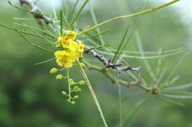 The Jerusalem thorn. The Jerusalem thorn.