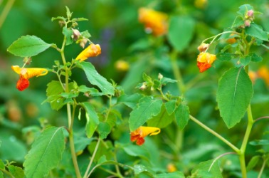 A cluster of jewelweed. A cluster of jewelweed.