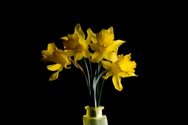 A cluster of yellow jonquils. A cluster of yellow jonquils.