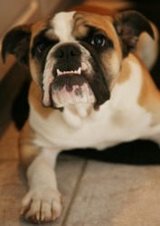 This dog has drooping jowls. This dog has drooping jowls.