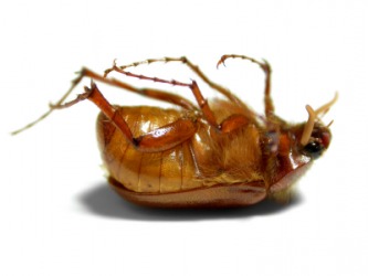 A June beetle. A June beetle.
