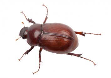A June bug. A June bug.