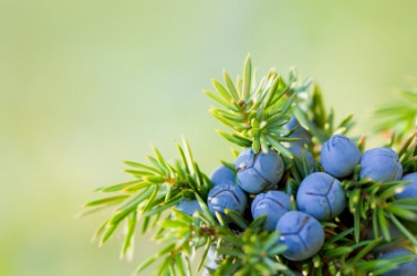 A cluster of juniper berries. A cluster of juniper berries.