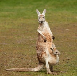 A mother kangaroo with her joey in her pouch. A mother kangaroo with her joey in her pouch.