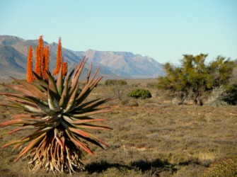 The karoo in southern Africa. The karoo in southern Africa.