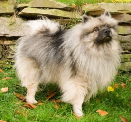 A keeshond. A keeshond.