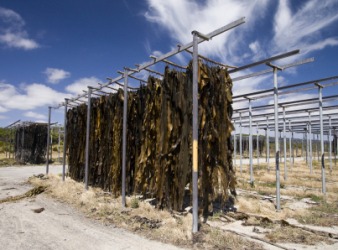 Kelp hanging to dry. Kelp hanging to dry.
