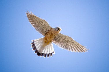 A kestrel in flight. A kestrel in flight.