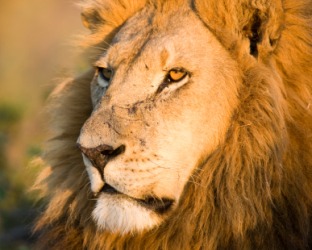 The king of beasts. The king of beasts.