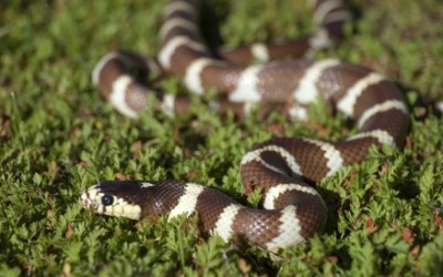 A California king snake. A California king snake.