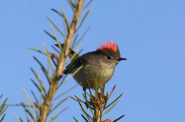A ruby-crowned kinglet. A ruby-crowned kinglet.