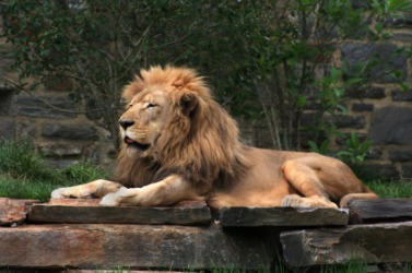 A lion has a kingly manner. A lion has a kingly manner.