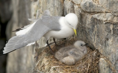 A kittiwake with her chick. A kittiwake with her chick.